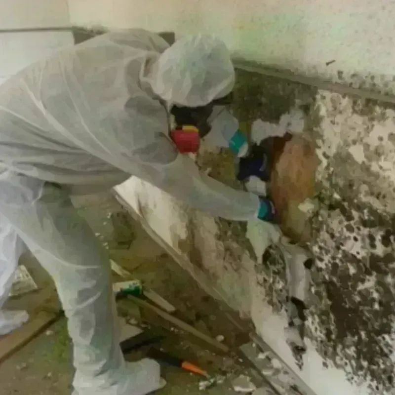 Mold Remediation and Removal in Greeley County, NE